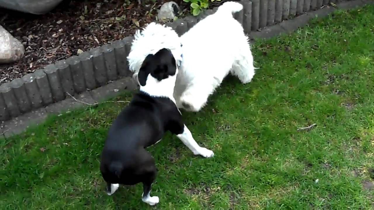 west highland white terrier boston terrier