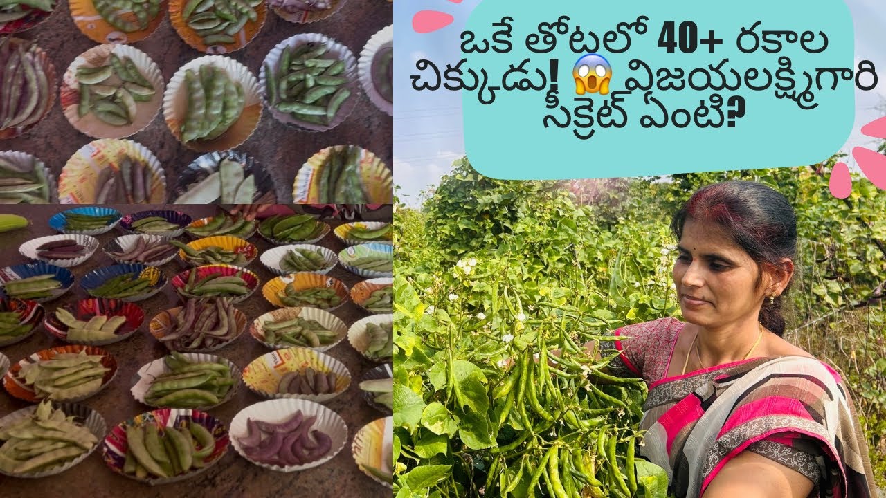విజయలక్ష్మిగారి 40 రకాల చిక్కుడు సాగు రహస్యం! Vijaya Lakshmi garu Grew 40Types of Beans in One Place