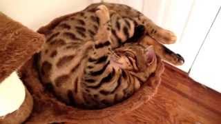 Bengal napping getting comfy by Krys S 5,118 views 9 years ago 57 seconds