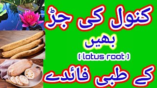 Benefits of lotus root (bhay).کنول کی جڑ کے بہترین فائدے by tabib ubaidullah anwer