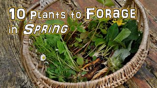 10 Springtime Wild Edible Plants you can Forage NOW by The Northwest Forager 25,095 views 1 year ago 12 minutes, 28 seconds