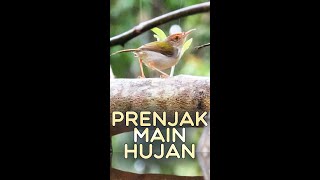 Download Lagu Perjuangan PRENJAK Lumut Di Alam Bebas MP3