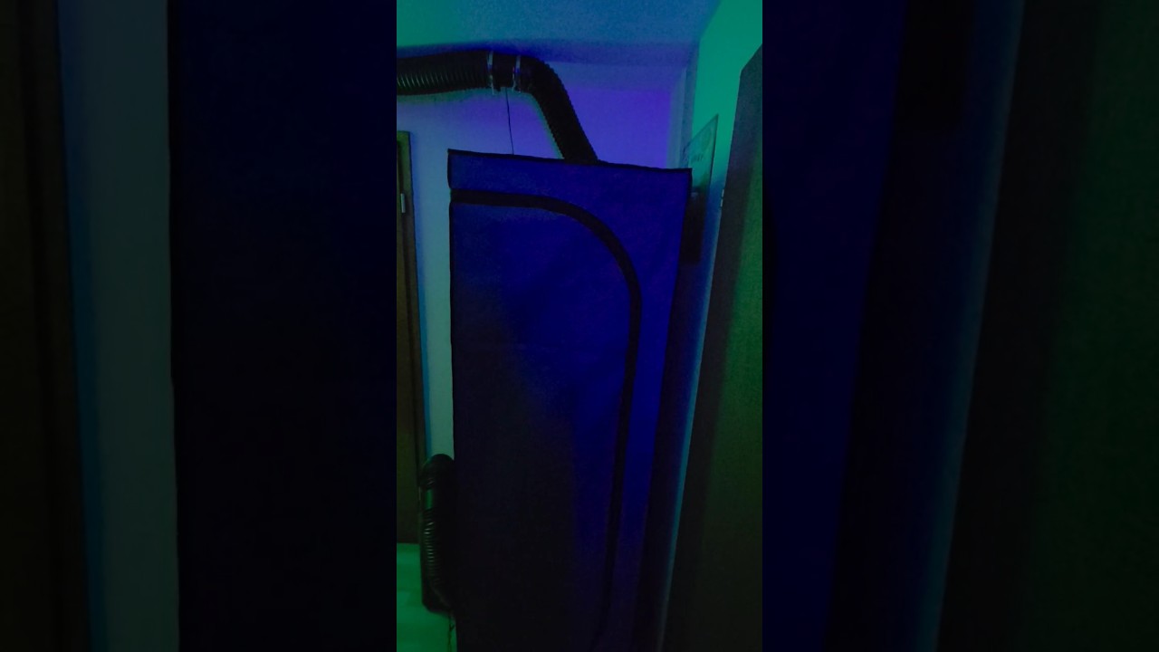 Trocknungszelt für Brokkolie Grow ist fertig 