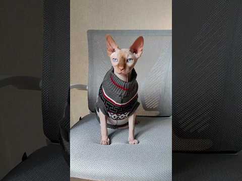 Светр для котів «Канада», видео 1