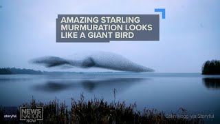 WATCH: Flock of starlings forms into shape of giant bird