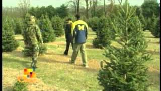 Christmas Trees