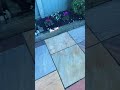How to Clean Patio with Black Spot Remover! 🌟✨ #cleaningmotivation #cleaningproducts #howto