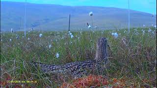 Ysbyty Ifan: Curlew20/05/24