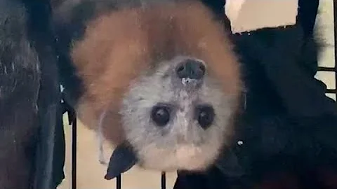 Flying-fox in care update:  this is Gladys, still ...