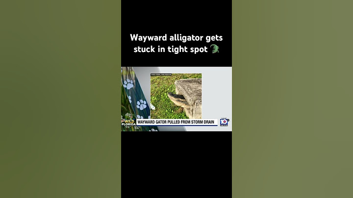 Wayward alligator gets stuck in tight spot #alligator #capecoral