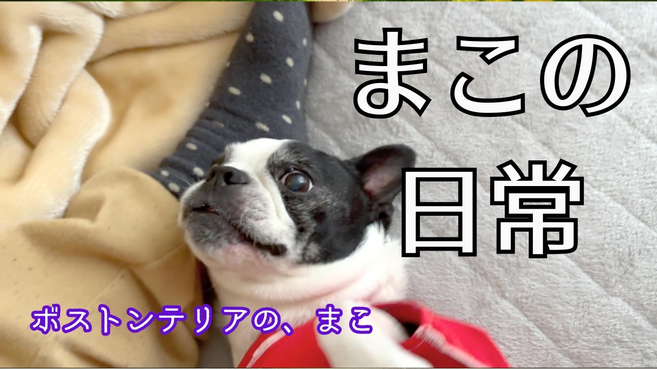 何も起こらない穏やかな日常が幸せ　#ボストンテリア