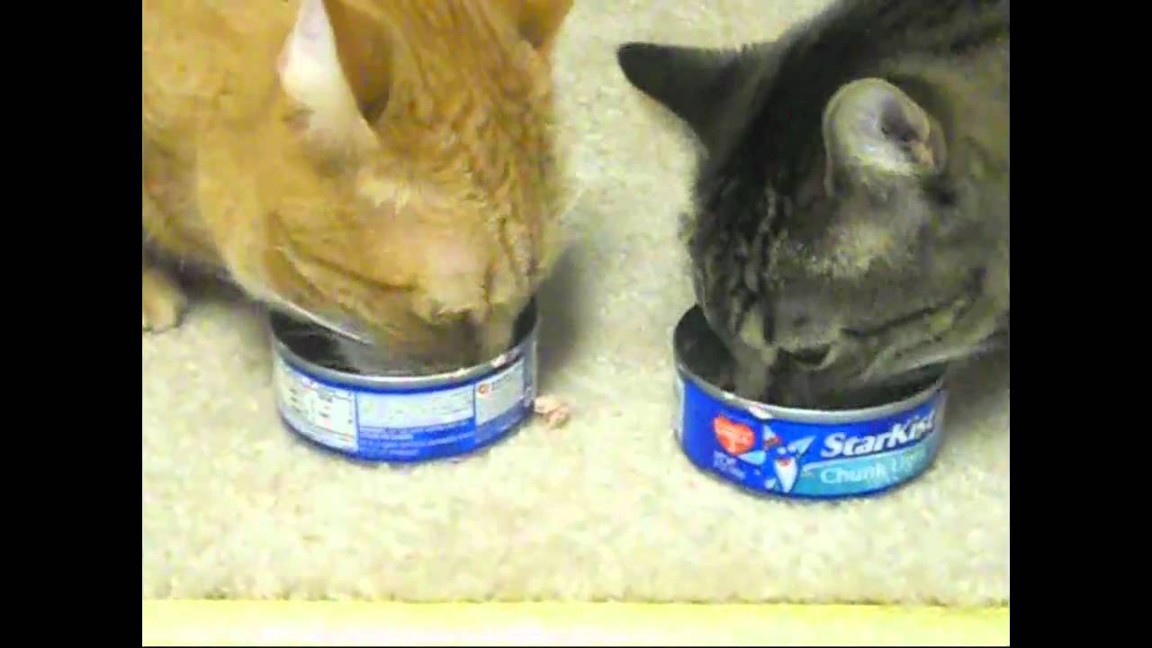 fat cats eating tuna! 