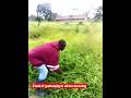 morning FOODS OF GUINEA PIG IN AFRICA