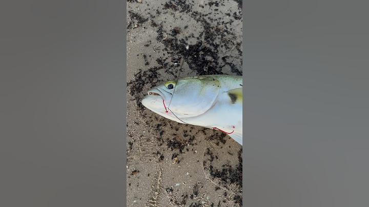 Il pesce serra a fondo #lovefish #pescare #pesceserra