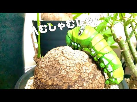 【珍奇植物】ステファニア・スベローサの紹介 - YouTube