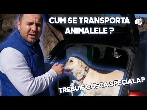 Video: Ce tratamente sunt bune pentru un Yorkie de catelus?