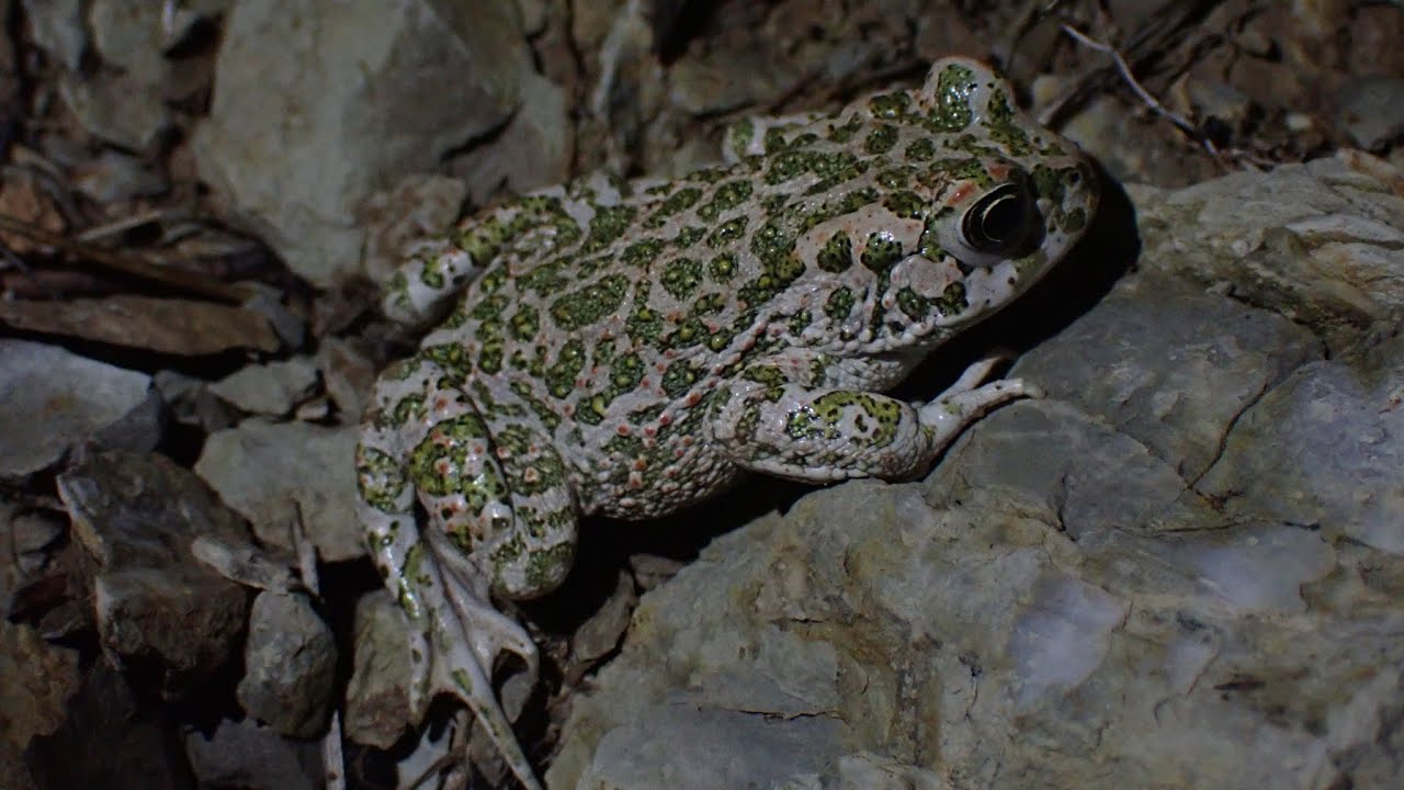 Groene Pad/European green toad (Bufotes viridis)