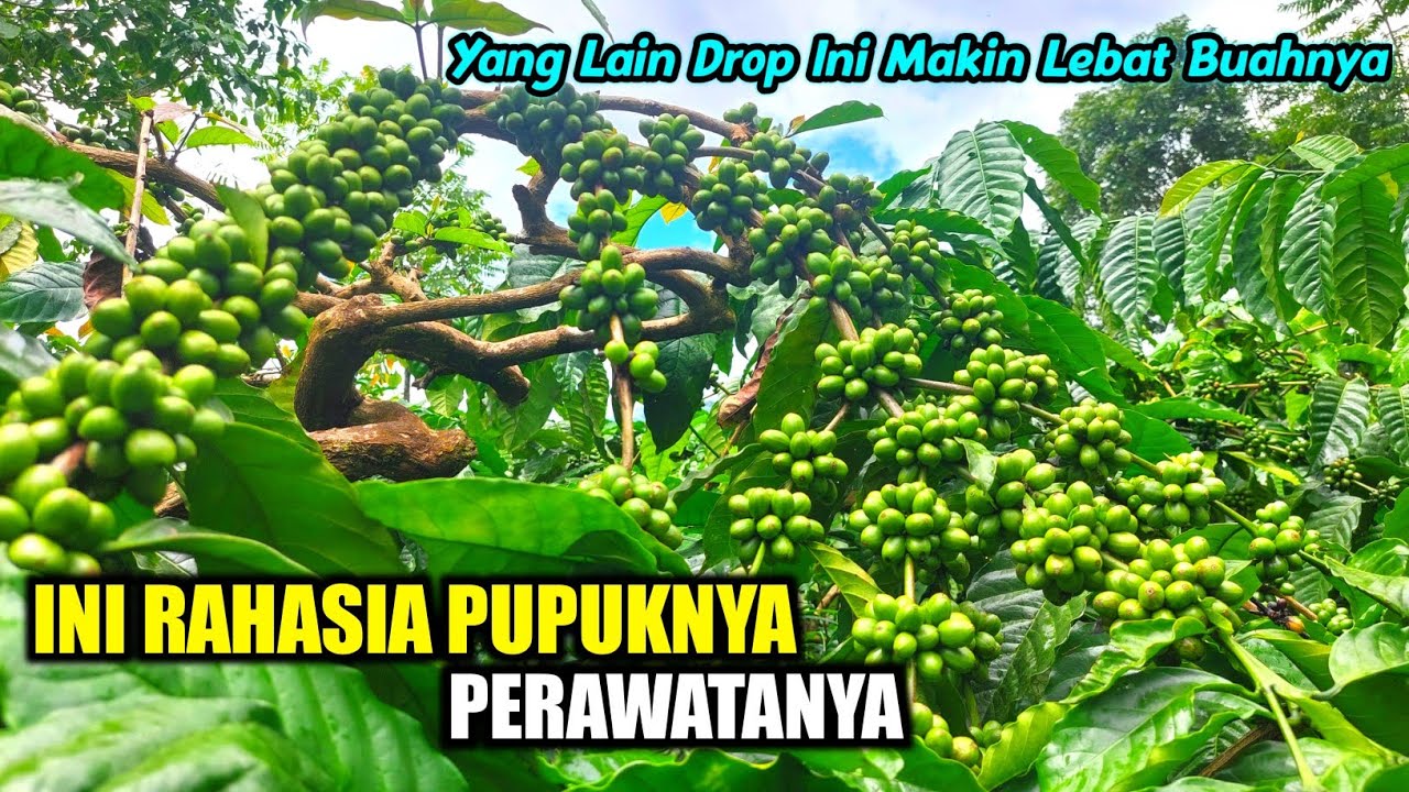 pupuk untuk kopi agar berbuah lebat ❗️ kopi balap
