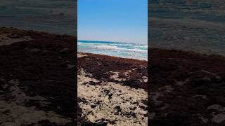 Sargassum update in Cancun Hotel Zone. May 2026 #travelmexico #beach