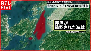 【八代海で赤潮発生】養殖トラフグ大量死など被害