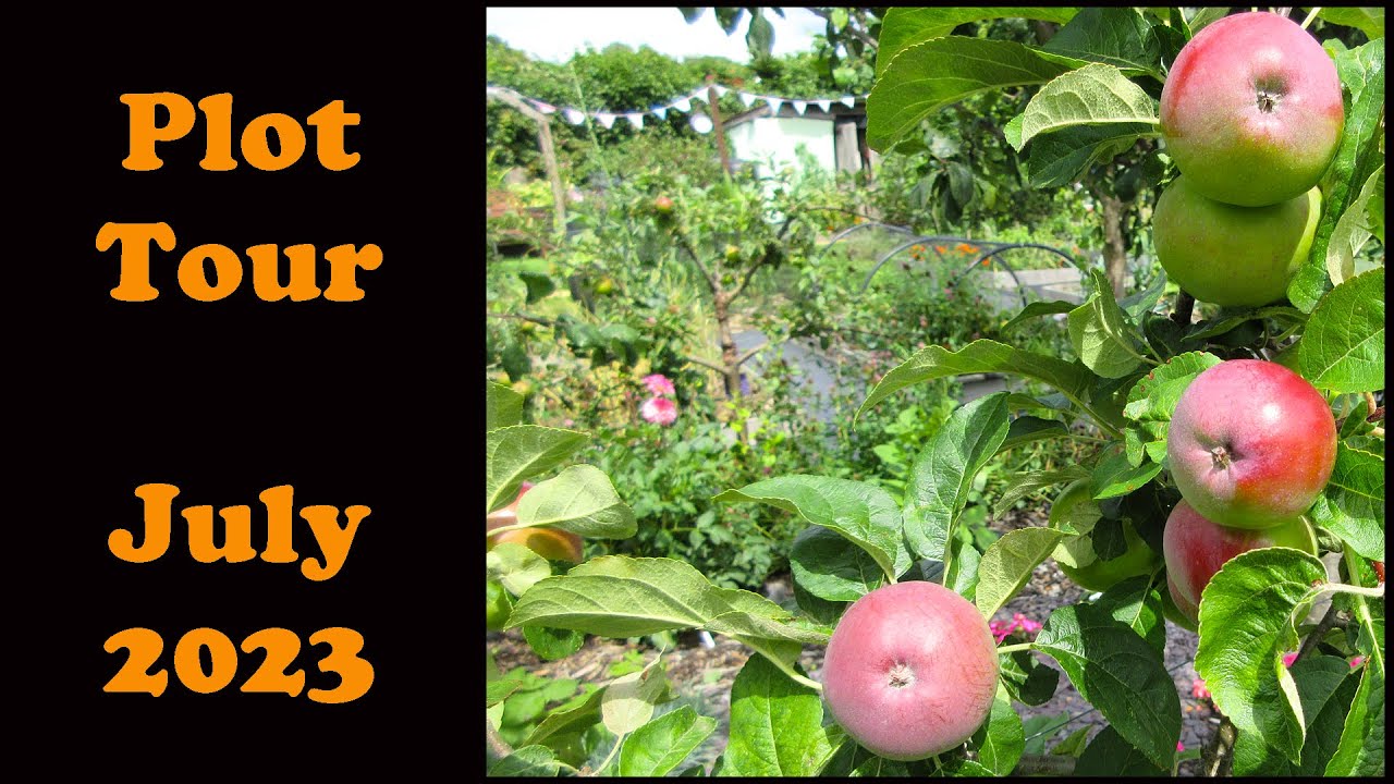 Allotment Year 6 July 27th 2023 Tour YouTube allotment-year-6-july-27th-2023-tour-youtube