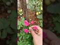 Mini Gulab Ka paudha Khud Se taiyar Kiya #minigulab #khetibadi #shorts