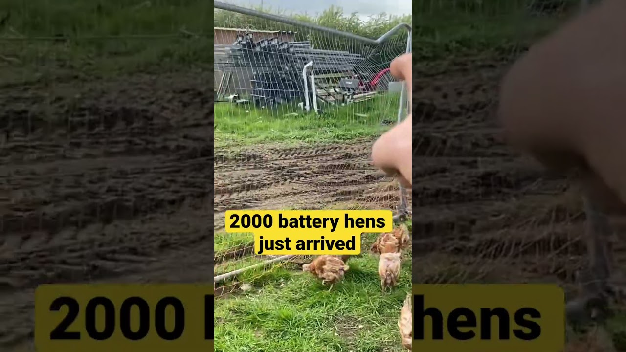 Ex battery hens first time seeing light chickens