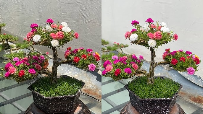 How To Make Portulaca Grandiflora Bonsai Flowers Simple But Beautiful |  Moss Rose - Youtube