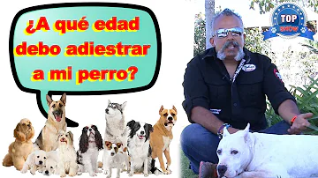 ¿A qué edad se debe adiestrar a un cachorro?