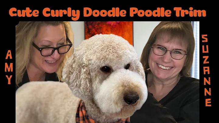 How to groom dogs! Go Groomer Amy Leigh joined us for a Wheaten Terrier and a Doodle cut on a Poodle