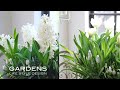 次々咲いて春まで楽しめる球根の寄せ植え、ダブルデッカー【ガーデンズ】