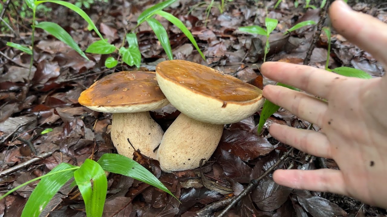 夏の雑木林は旨いキノコが生えまくり 初物ヤマドリタケモドキ