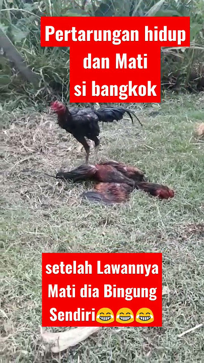 Pertarungan Hidup dann Mati Si Ayam Bangkok