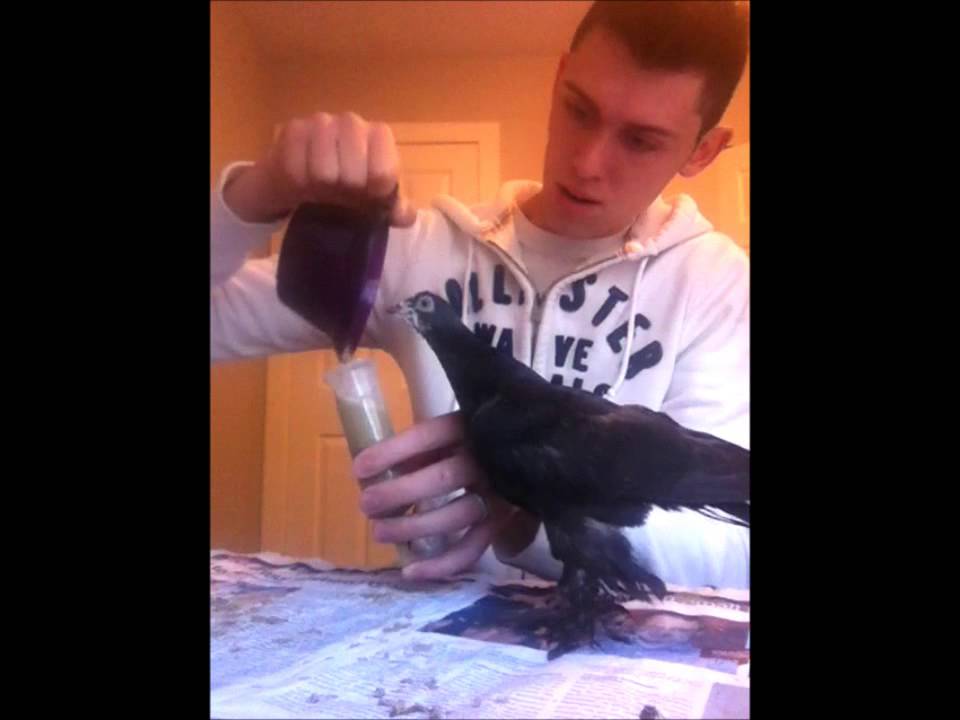 how-to-hand-feed-baby-pigeons-the-easy-way-youtube