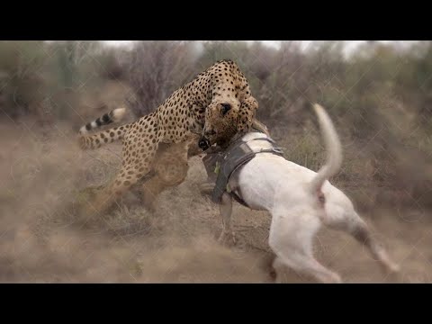 Dog defeat the Leopard attacks | Top 10 Amazing Moments Caught on Camera