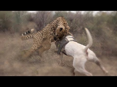 Video: Bir Catahoula Leopard Dog'a Sahip Olmanın Zorlukları ve Sevinci