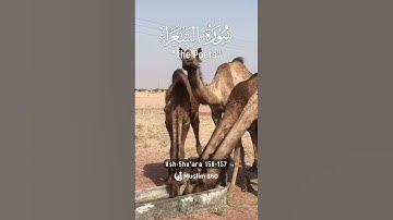 Surah Ash Shu'ara 156-157 Hindi - Urdu Audio translation | سورة الشعراء #ashshuara