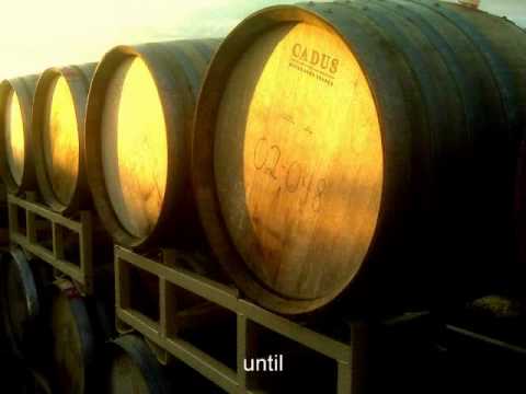 Anne Amie Vineyards 2009 Harvest - a cell phone di...