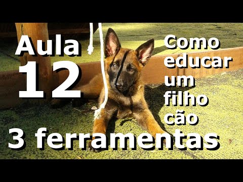 Curso de adestramento: Como educar um filho cão - Aula 12 - Três tipos de "ferramentas"