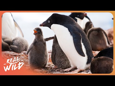 WILDEST PLACES - UNSEEN ANTARCTICA