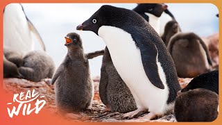 WILDEST PLACES - UNSEEN ANTARCTICA