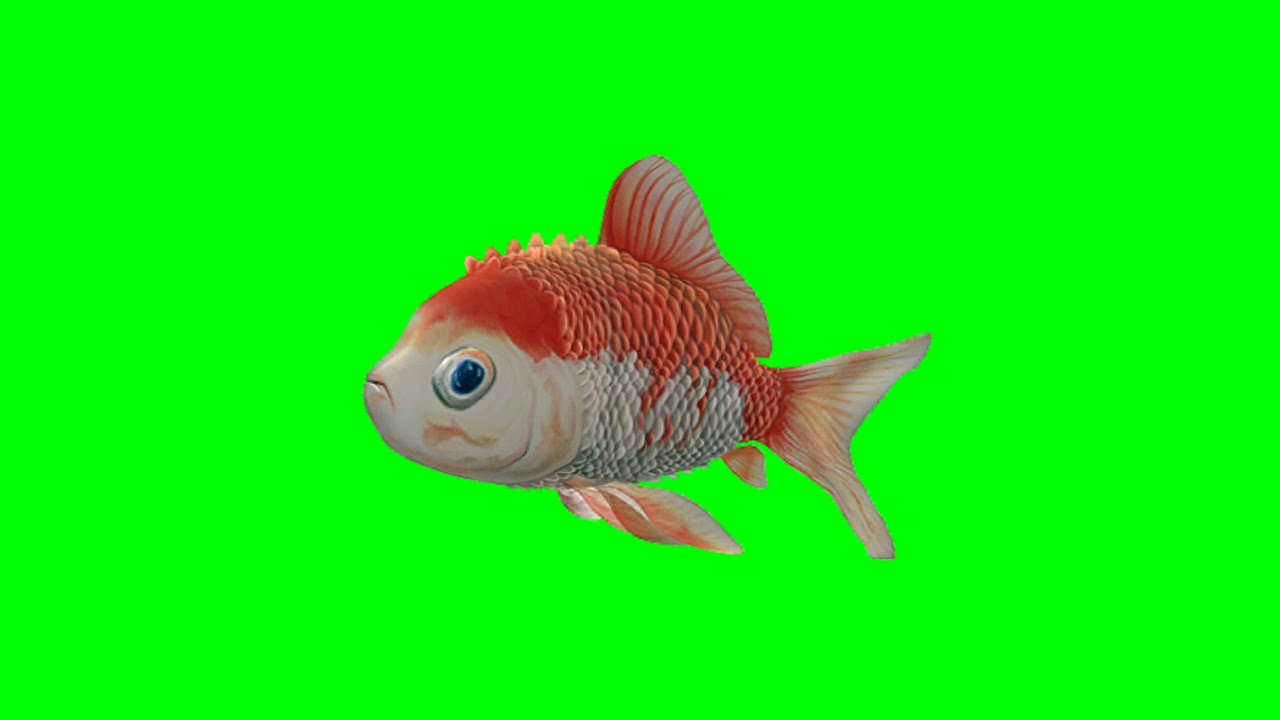 fish youtube video download fish youtube video download