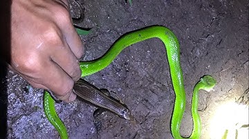 Chí Nguyên official - bắt rắn mối vào ban đêm sẽ ra sao #2