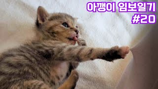 Cuteness overload!!!!! 3weekold kitties  [Kitty Foster Diary ep.20]