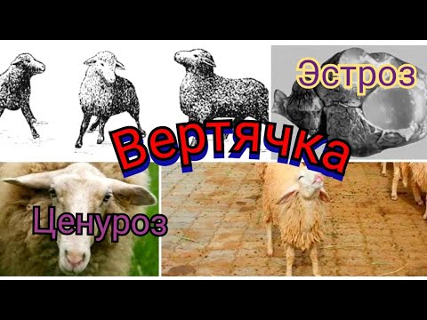 Вертячка:Ценуроз или Эстроз? как различить заболевания и как лечить!