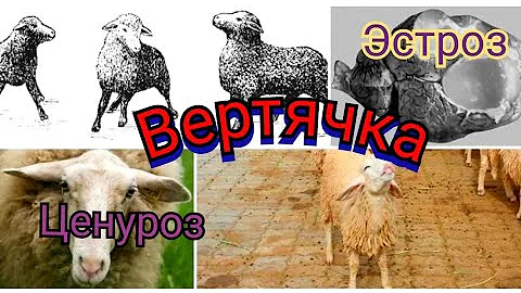 Вертячка:Ценуроз или Эстроз? как различить заболевания и как лечить!