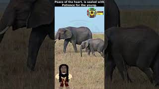 Download Mp3 Peace and Unity of the Family #shorts #cute #cuteanimals #baby #inspiration #inspirationalquotes Gudang lagu Download Mp3 Peace and Unity of the Family #shorts #cute #cuteanimals #baby #inspiration #inspirationalquotes