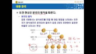 분리의 법칙