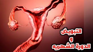 شاهد كيف يحدث التبويض والدوره الشهريه للنساء بشكل علمي متكامل_Ovulation and menstrual cycle
