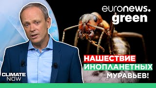 Французские города оккупированы муравьями, виновата жара